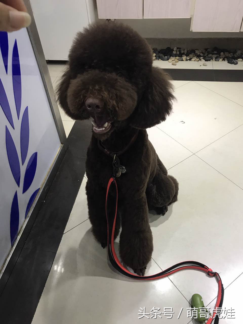 主人给大贵宾剪了个奇葩的新造型,自带屁垫儿,便便时好像穿着小裤裤