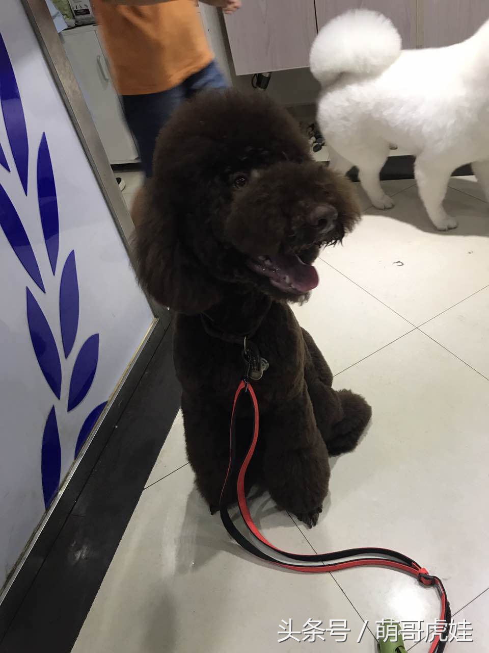 主人给大贵宾剪了个奇葩的新造型,自带屁垫儿,便便时好像穿着小裤裤