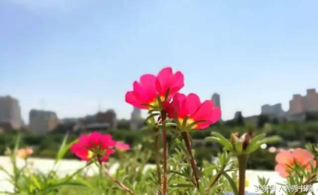 所谓伊人在水一方完整版,所谓伊人在水一方书法