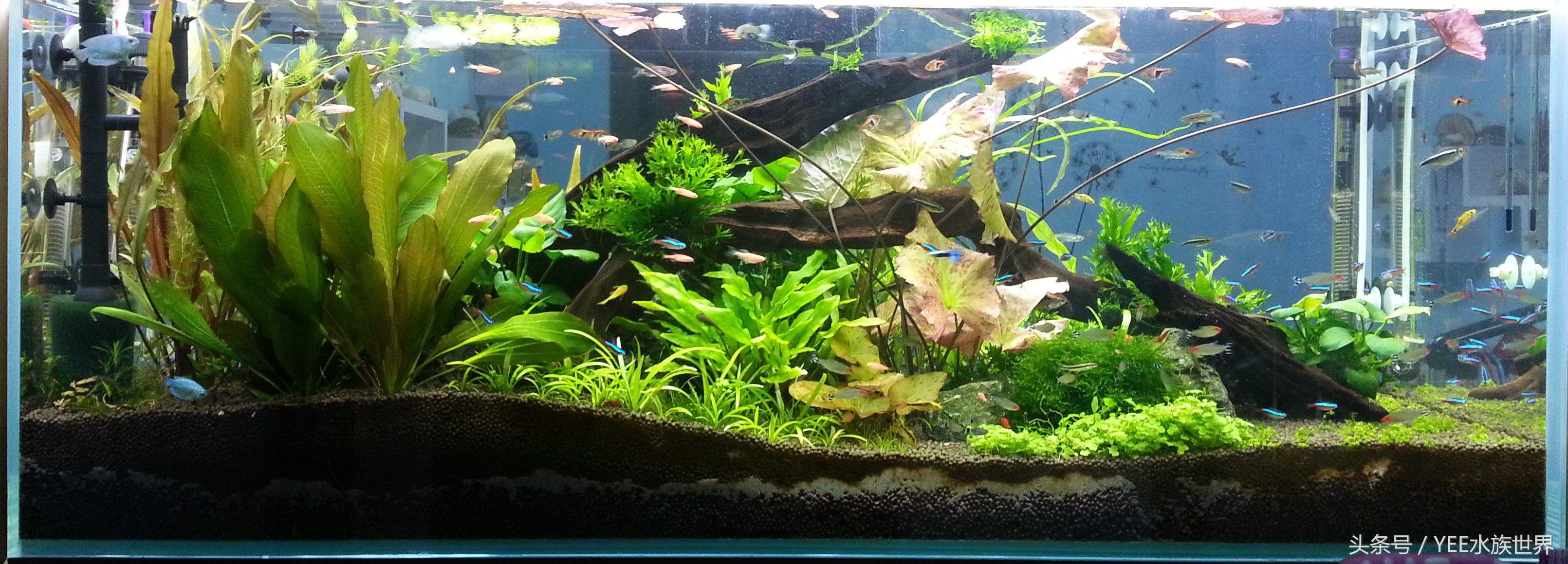 鱼缸不是特别清澈,鱼缸是不是越简单越好