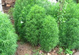 扫帚菜有几种都能吃吗,扫帚菜吃了有什么好处啊