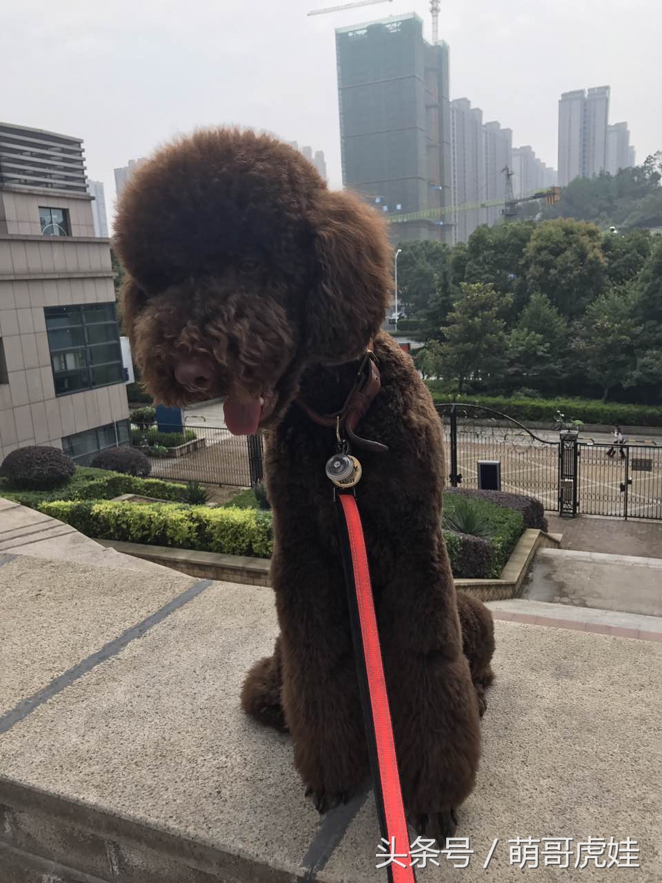 主人给大贵宾剪了个奇葩的新造型,自带屁垫儿,便便时好像穿着小裤裤