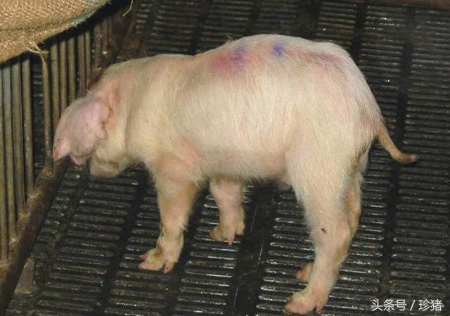 如何鉴别猪副嗜血杆菌病,育肥副猪嗜血杆菌的症状与治疗