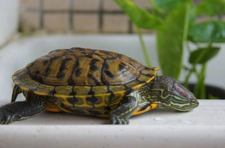 宠物龟怎么喂养吃什么,绿色的宠物龟怎么喂养