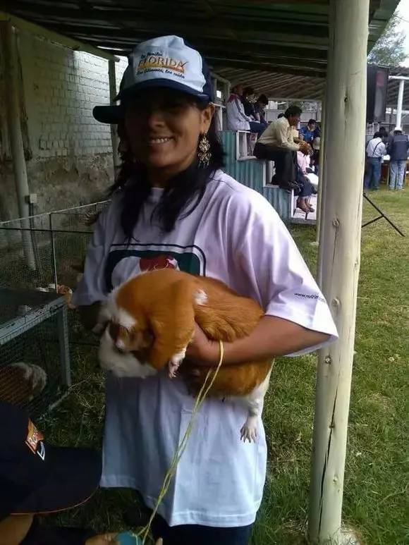 秘鲁豚鼠纪录片,豚鼠秘鲁荷兰猪