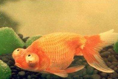 办公室鱼缸养金鱼注意事项,养鱼池里的金鱼儿怎么喂食
