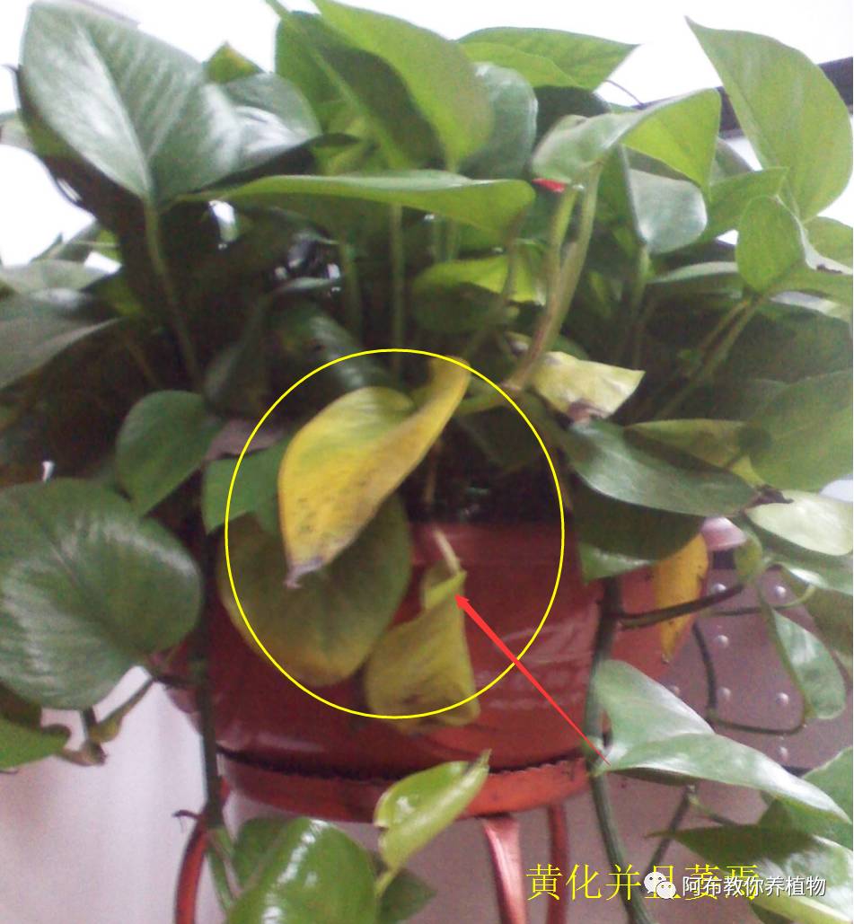 绿萝植物养护,绿萝植物养护知识