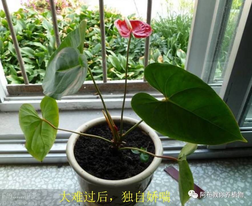 绿萝植物养护,绿萝植物养护知识
