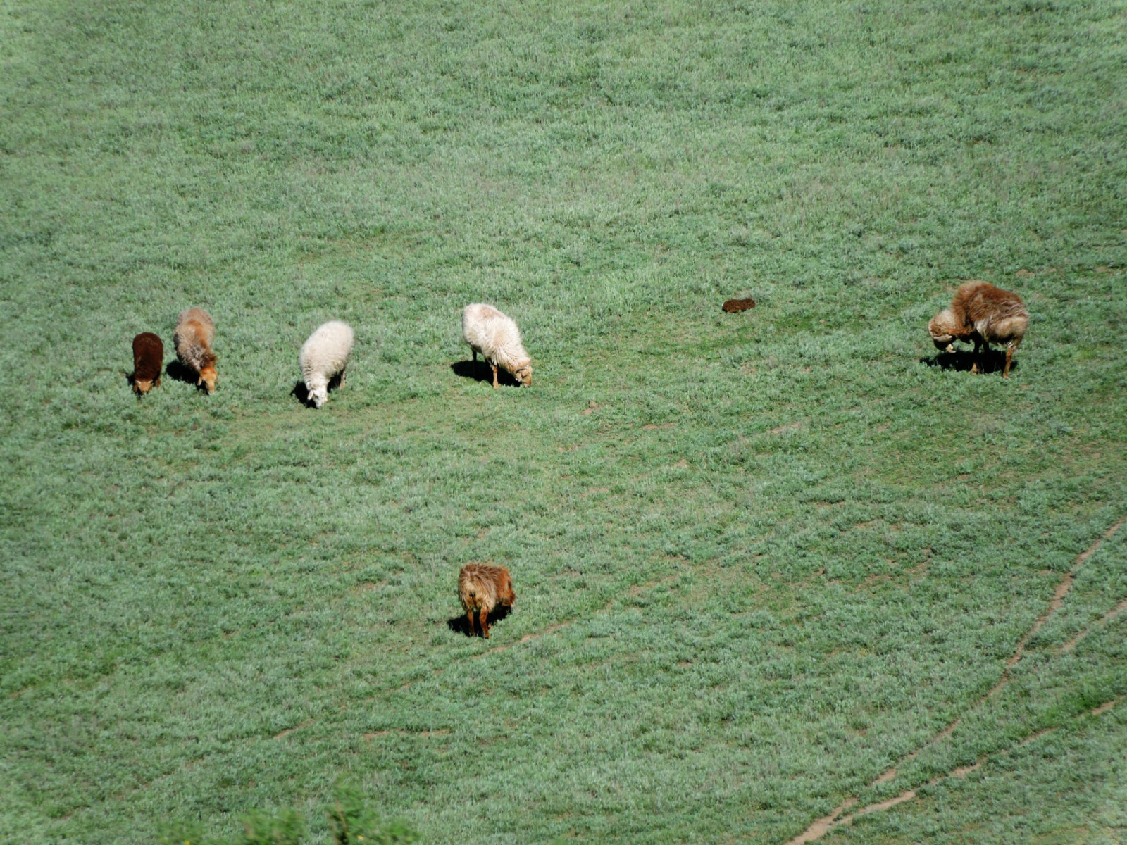 乌鲁木齐石人沟民俗,乌鲁木齐风情