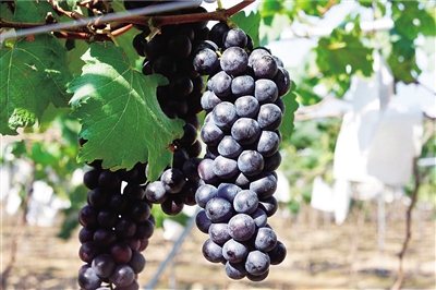 致富带头人励志故事,十大青年创业致富带头人