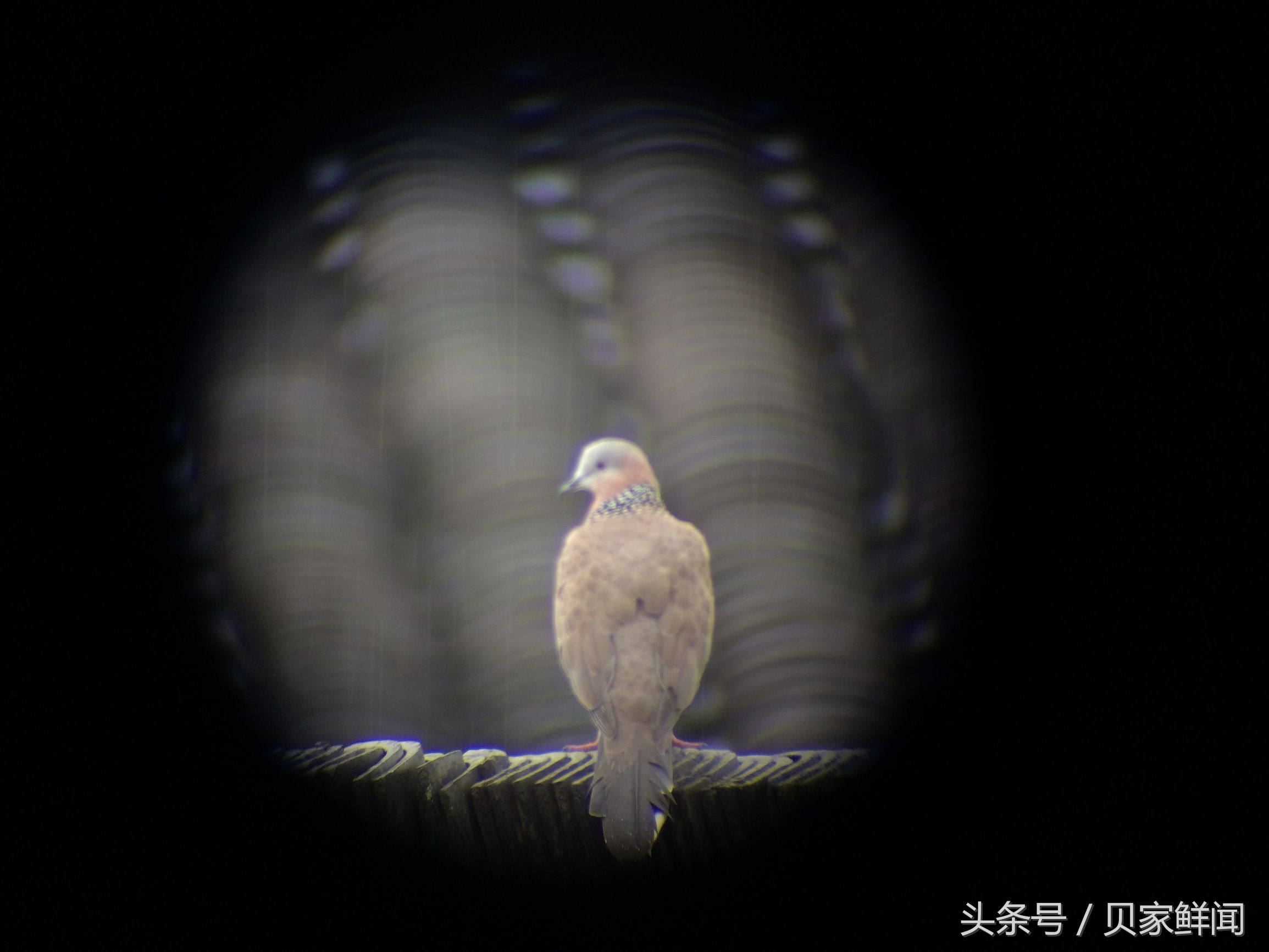 最高倍的望远镜能看多远,最高倍的天文望远镜