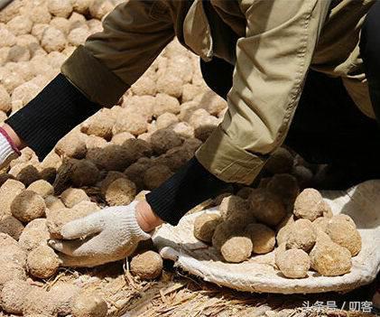 凉拌皮蛋放味精会中毒吗,凉拌皮蛋加醋会中毒吗