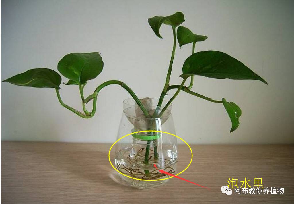绿萝植物养护,绿萝植物养护知识