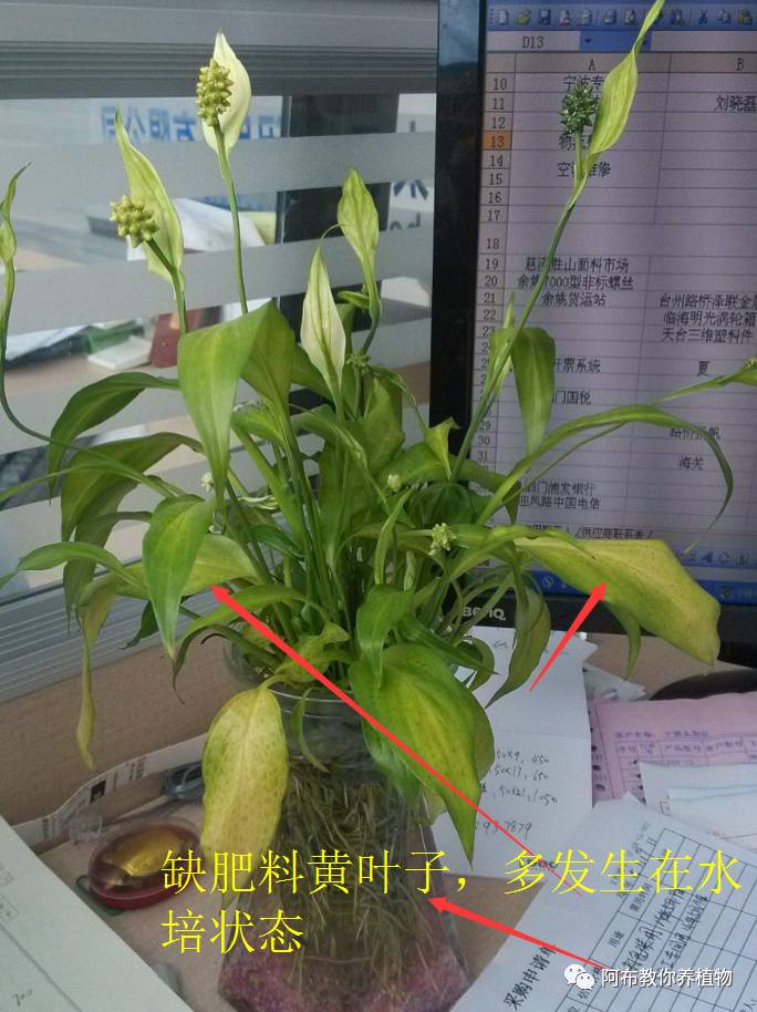 绿萝植物养护,绿萝植物养护知识