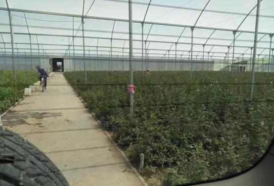 全国最大的玫瑰花基地,世界最著名玫瑰基地