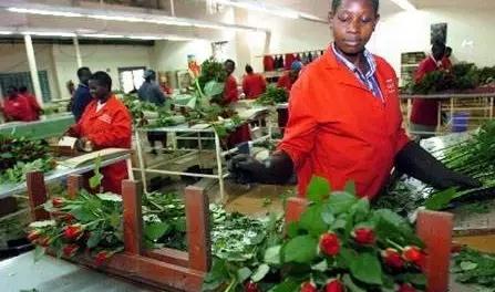 世界最大的玫瑰基地,世界最大玫瑰种植园