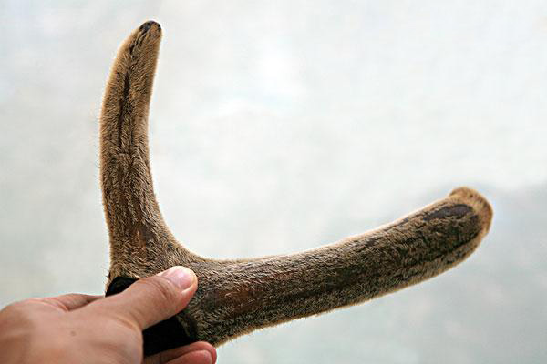 高血压可以吃鹿茸人参吗,高血压高能喝人参鹿茸药酒吗