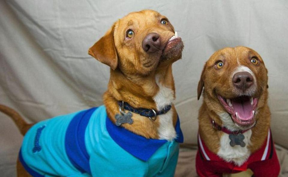 狗狗天生嘴巴长斜相貌丑陋，在被安乐死前，一个人的出现救了它！