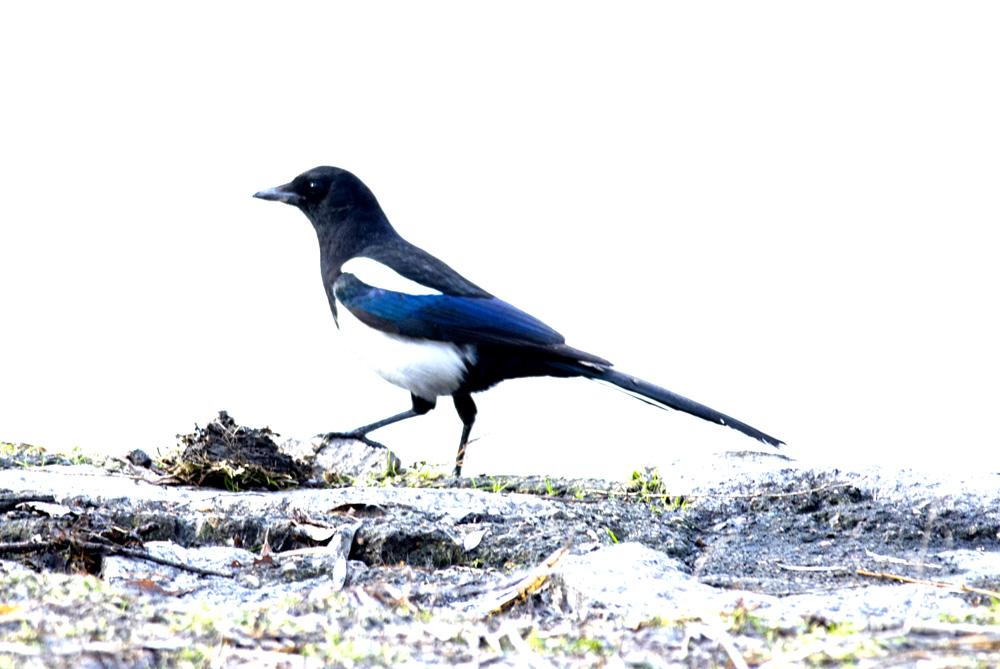 喜鹊害庄稼,喜鹊害农作物怎么办