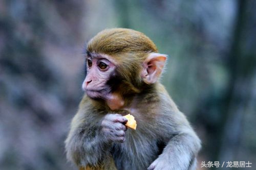 中国的十二生肖有几个,中国的十二生肖对中国有多重要