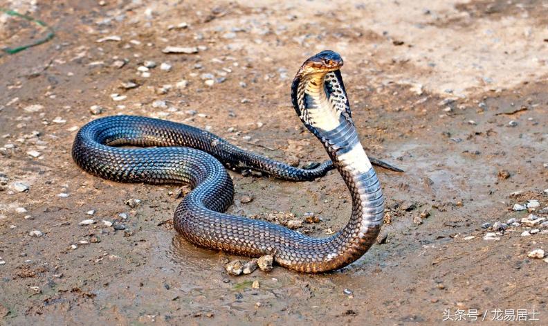 中国的十二生肖有几个,中国的十二生肖对中国有多重要