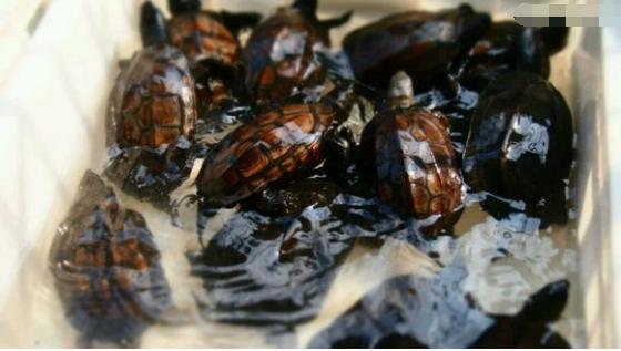 中华草龟和野生草龟的区别,草龟跟中华草龟有什么区别