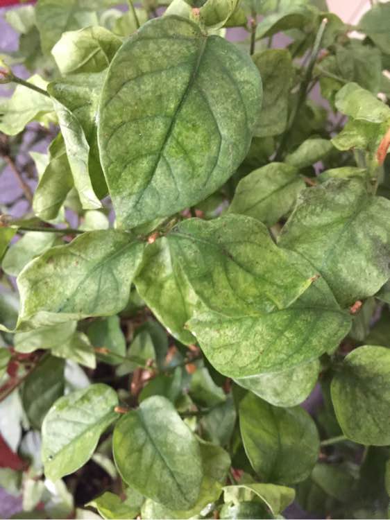 养花得了蚜虫蚧壳虫小黑飞,水里“加点它”,统统“灭干净”