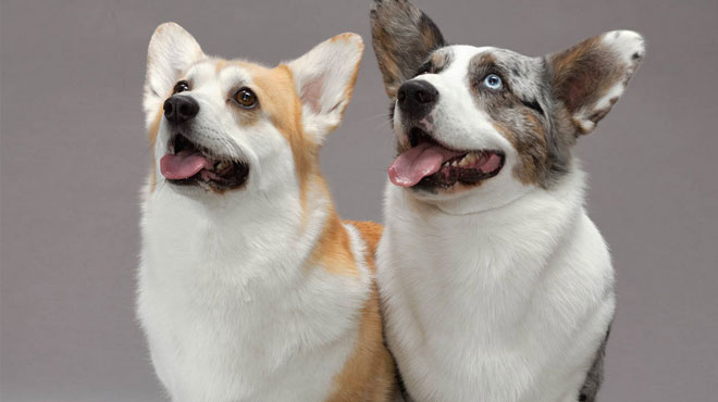 属狗人哪几个月份出生最好,属狗人出生每一月的解析