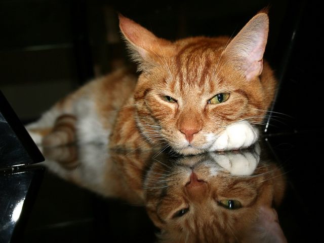 新手养猫应该准备和注意些什么,新手养猫需要知道的基本常识下篇