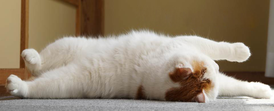 你也养猫也养狗是什么体验,养猫是一种什么体验