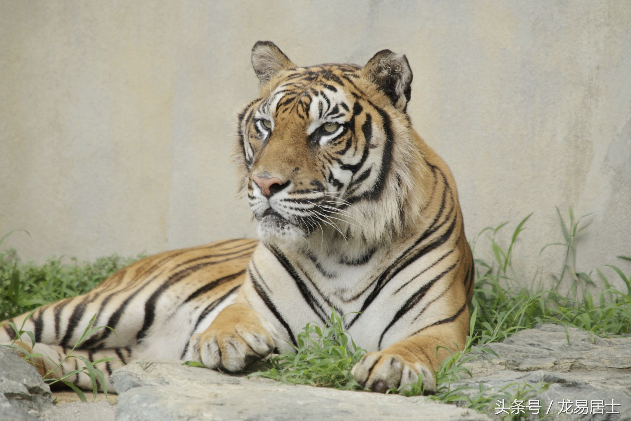 中国的十二生肖有几个,中国的十二生肖对中国有多重要