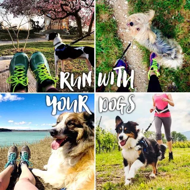 讲真｜论跑步，你可能还不如你家狗！