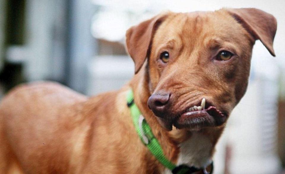 狗狗天生嘴巴长斜相貌丑陋，在被安乐死前，一个人的出现救了它！