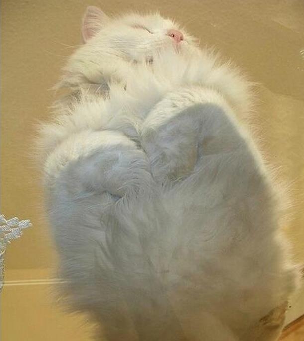 养猫房间要不要摆一些东西,养猫家里适合放什么家具