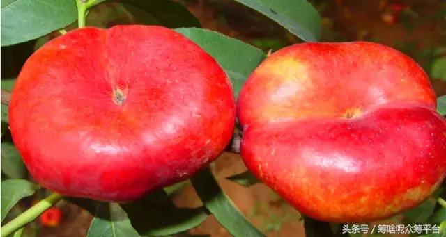 油桃还是毛桃,油桃和桃树怎么分辨