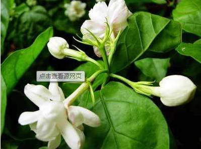 米兰花是热带花吗,米兰花属于兰科植物吗