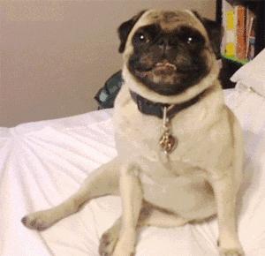 魔性的八哥,有超能力的巴哥