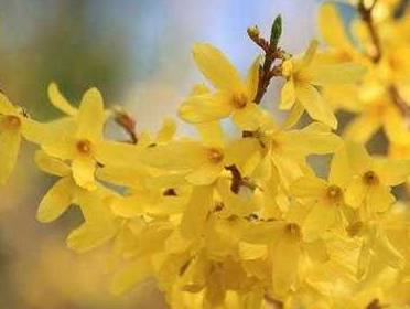 中药连翘的用途,中药知识必学牡蛎