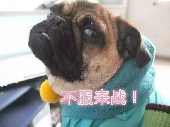 魔性的八哥,有超能力的巴哥