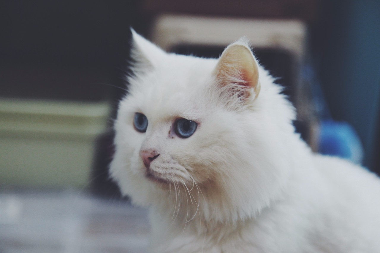 一只猫的生活意见读后感,一只猫的生命