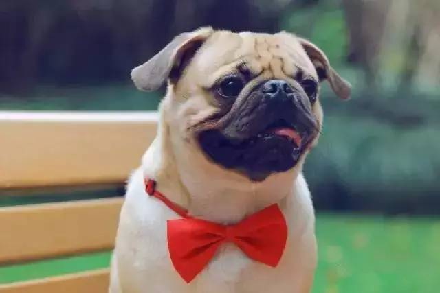 魔性的八哥,有超能力的巴哥