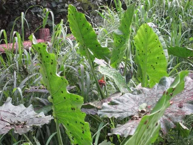 小跳虫长什么样,小跳虫是什么虫子