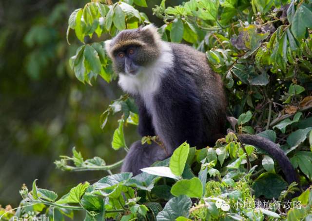 可能是最全的,肯尼亚坦桑尼亚动物百科。小地球耗时一周整理!