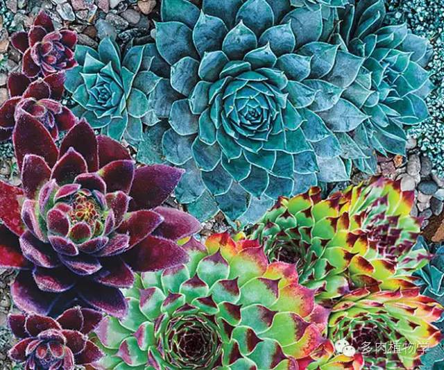 最具升值价值的多肉,半阴半阳的多肉有哪些