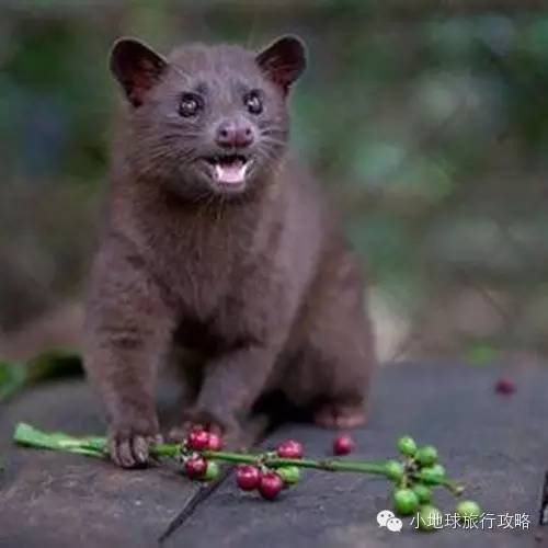 可能是最全的,肯尼亚坦桑尼亚动物百科。小地球耗时一周整理!