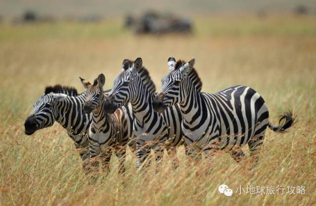 可能是最全的,肯尼亚坦桑尼亚动物百科。小地球耗时一周整理!