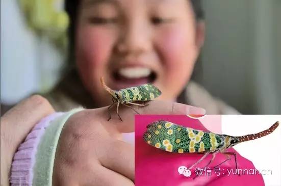 孔雀被拔羽毛事件,云南动物园孔雀被吓死