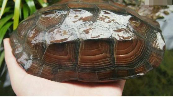 中华草龟和野生草龟的区别,草龟跟中华草龟有什么区别