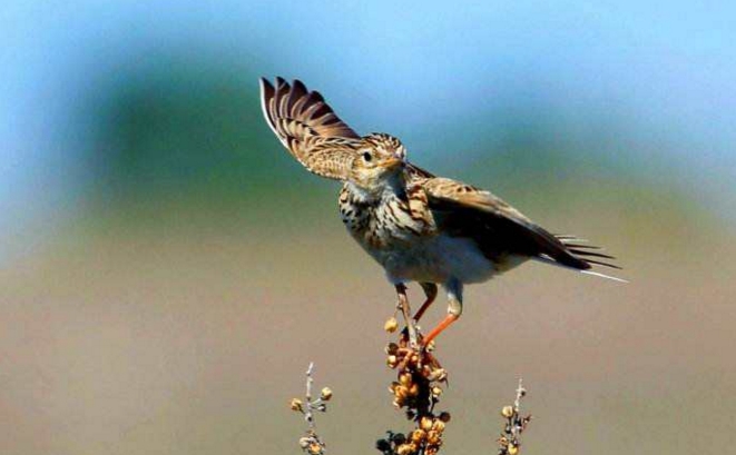 阎王嫌他的口哨过于吵闹，就把他赶回人间来了
