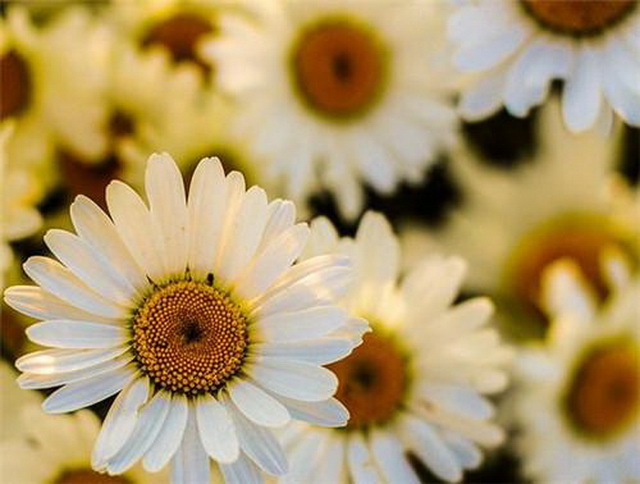 脸上一直好不了的*血丝红**需看完，你真的相信洋甘菊能彻底除掉它？